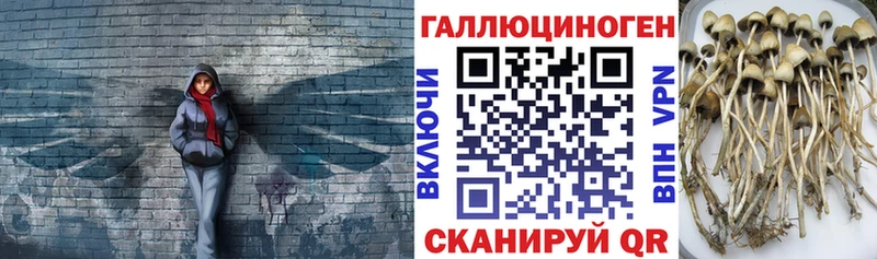 Купить где  Горячий Ключ  Псилоцибиновые грибы прущие грибы 